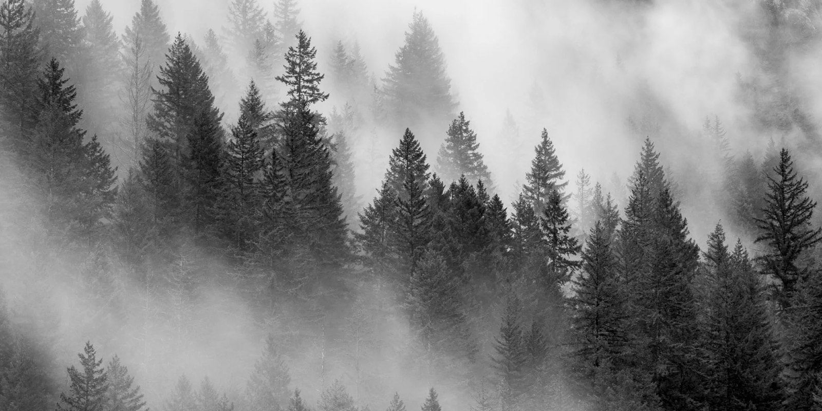 What is intensive therapy: fog drifting through dense pine forest, evoking the sustained container of a therapy intensive, a concentrated block of clinical work delivered across consecutive days in place of the weekly hour.